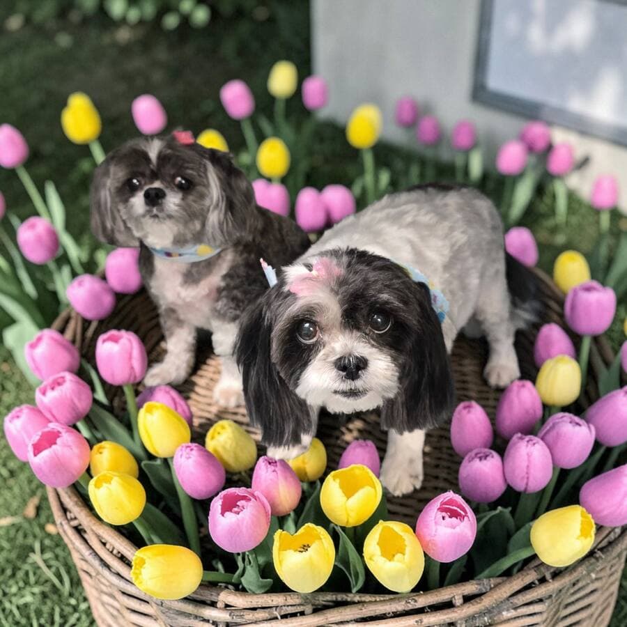 Two grey and white shih tzus standing in a wicker basket surrounded by pink and yellow tulips