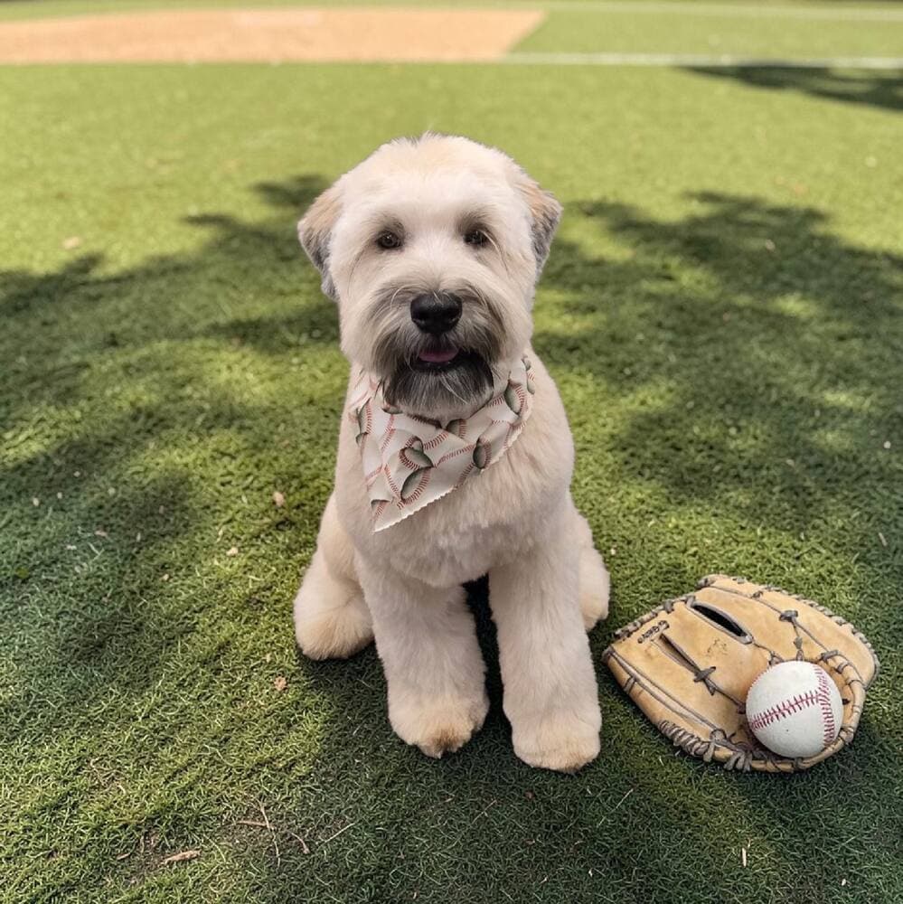 Wheaten terrier in a baseball print bandana sitting on field turf beside a glove and ball