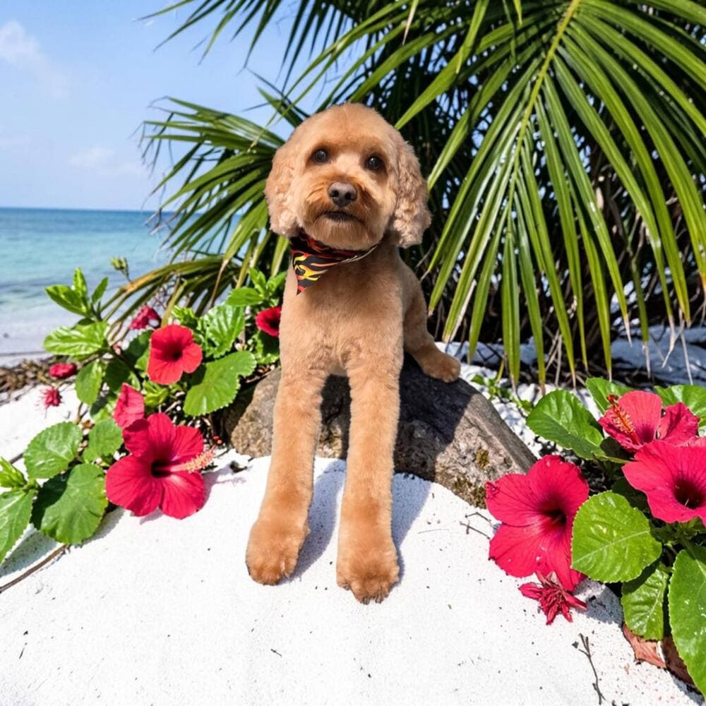 Red brown cockapoo with a flame bandana standing on white sand with hibiscus and palm fronds