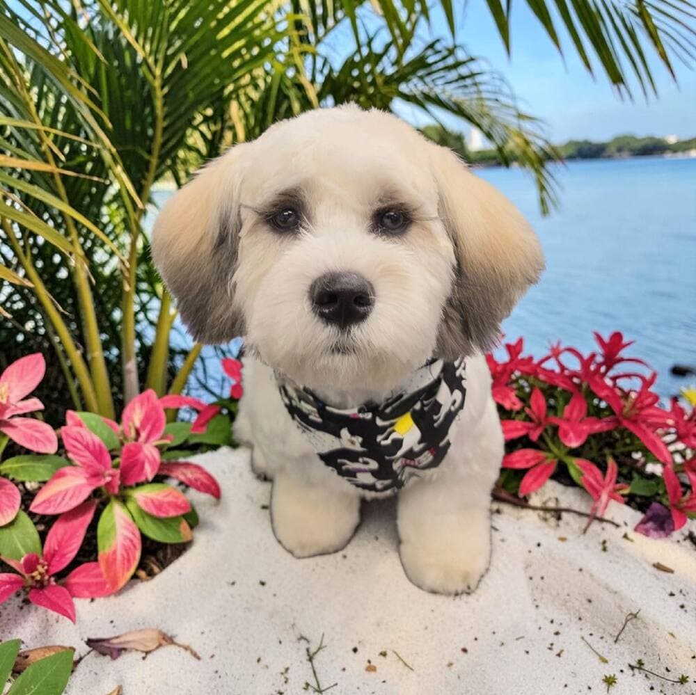 Cream Havanese in a black and white patterned shirt on a beach dune with pink flowers
