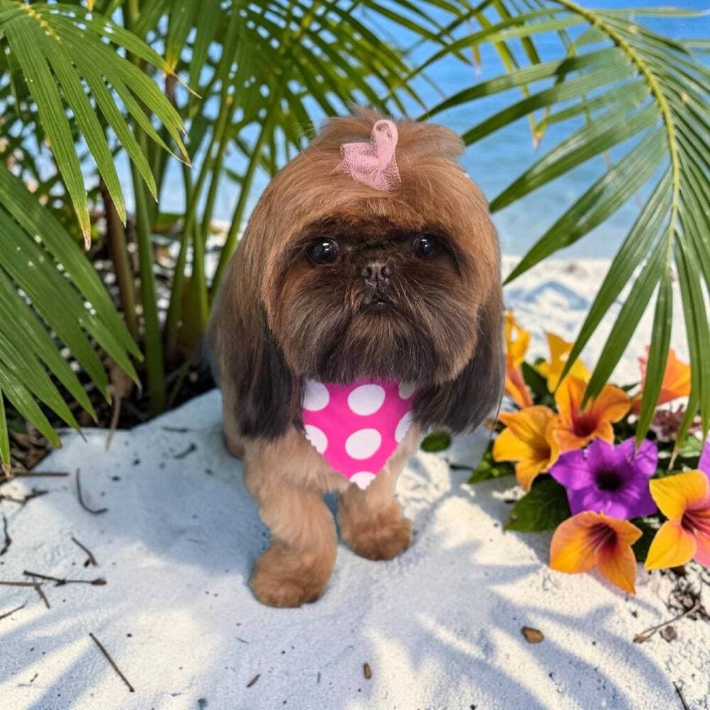 Long coated brown shih tzu with a pink topknot and polka dot bandana on a beach with palm fronds