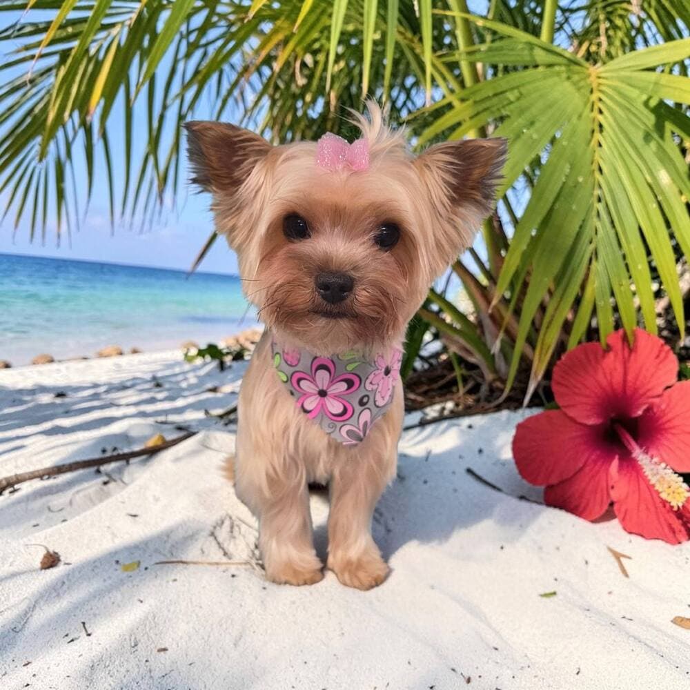 Tan yorkie with a pink bow and flower bandana sitting on white beach sand beside a red hibiscus