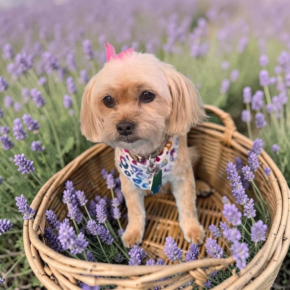Tan shorkie with a pink tuft sitting in a wicker basket among lavender stems