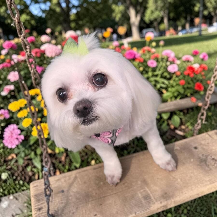 White Maltese with a lime tulle topknot resting front paws on a wooden garden swing in front of flower beds