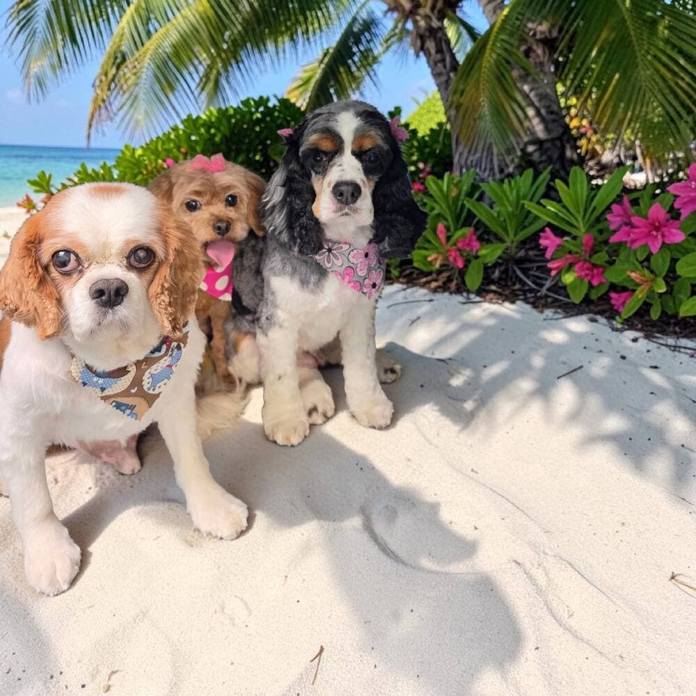 Three dogs, two Cavaliers and a small yorkie, posed together on beach sand with azaleas and a palm