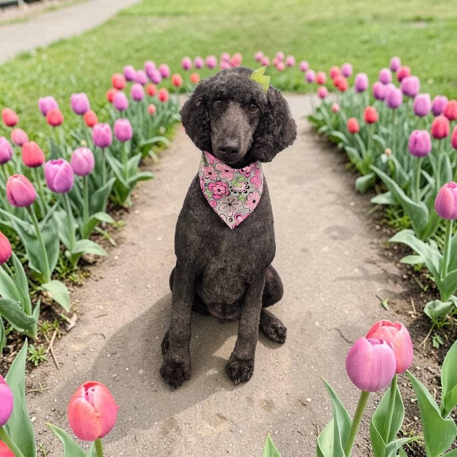 Black standard poodle with a floral bandana sitting on a path between beds of purple pink and red tulips