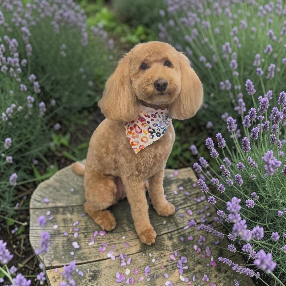 Apricot mini goldendoodle sitting on a stump surrounded by blooming lavender
