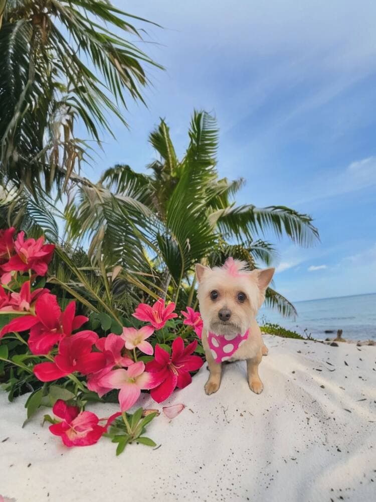 Small tan yorkie with a pink tuft standing on a beach dune beside deep pink flowers