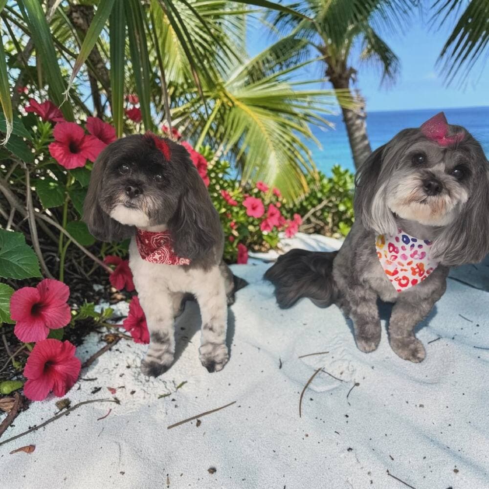 Two grey shih tzus with red and leopard print bandanas sitting on beach sand with hibiscus