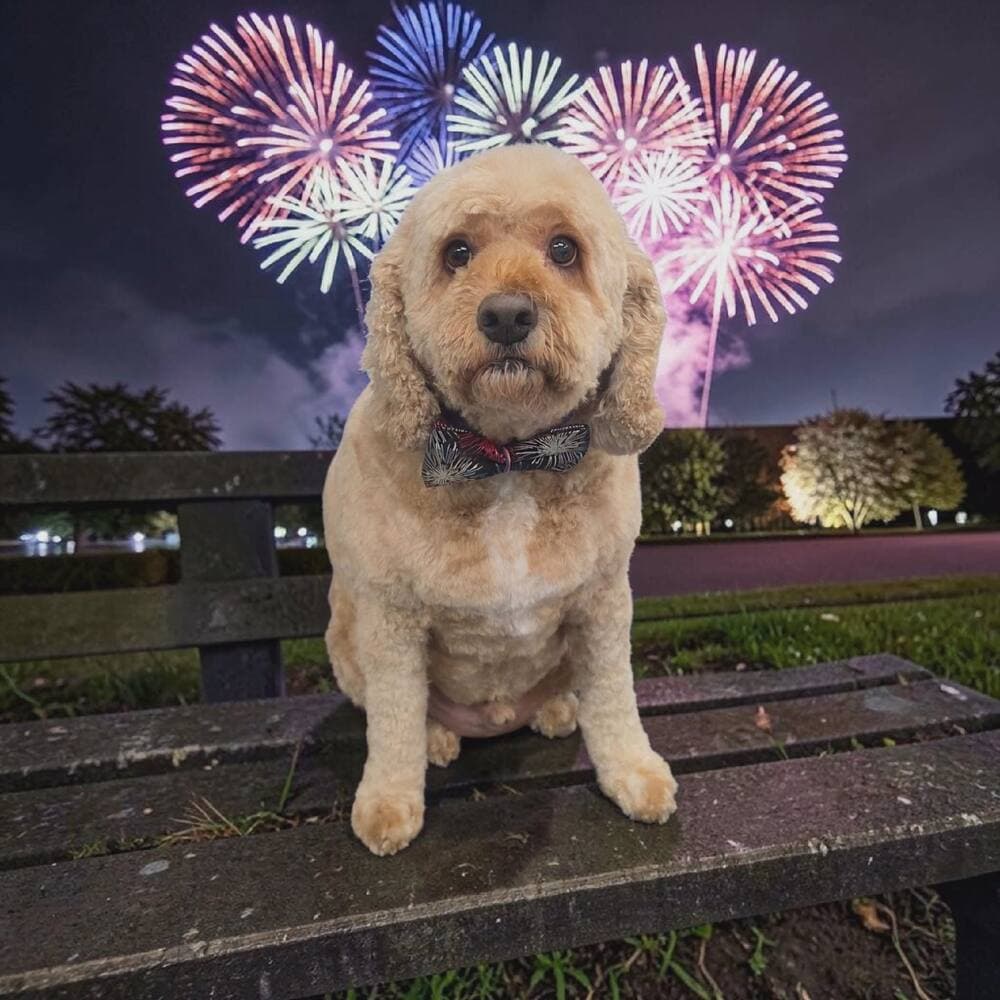 Apricot cockapoo with a bow tie sitting on a park bench at night under fireworks