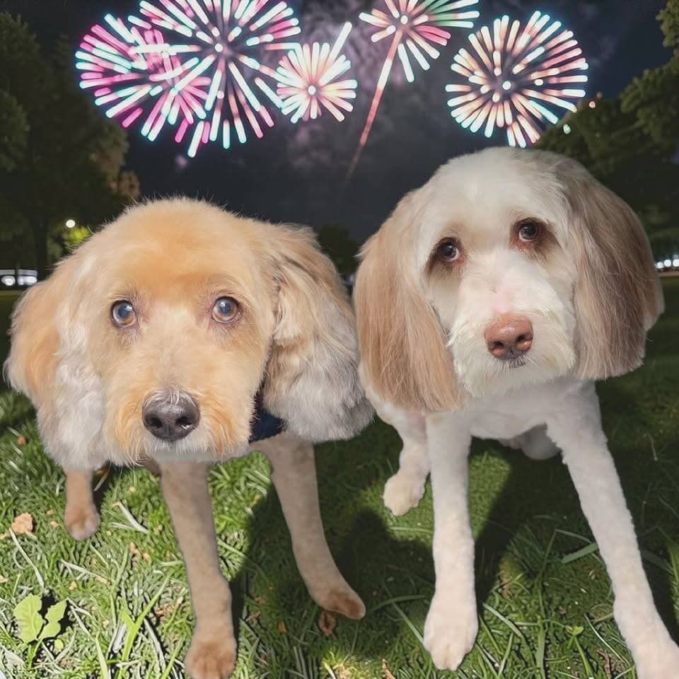 Two cream doodles side by side on the lawn at night with fireworks overhead
