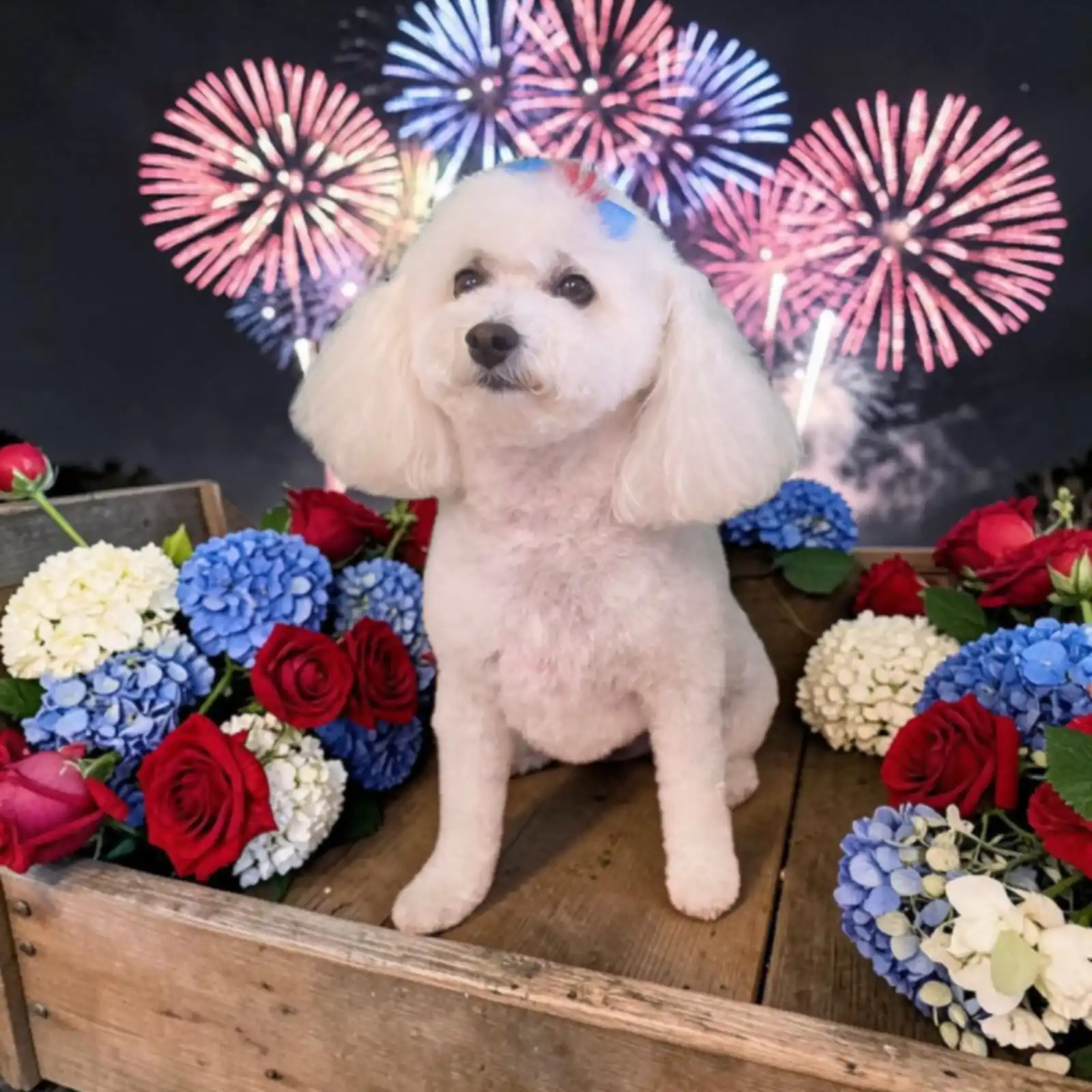 Freshly groomed white poodle sitting in a wagon of red, white, and blue flowers with fireworks behind