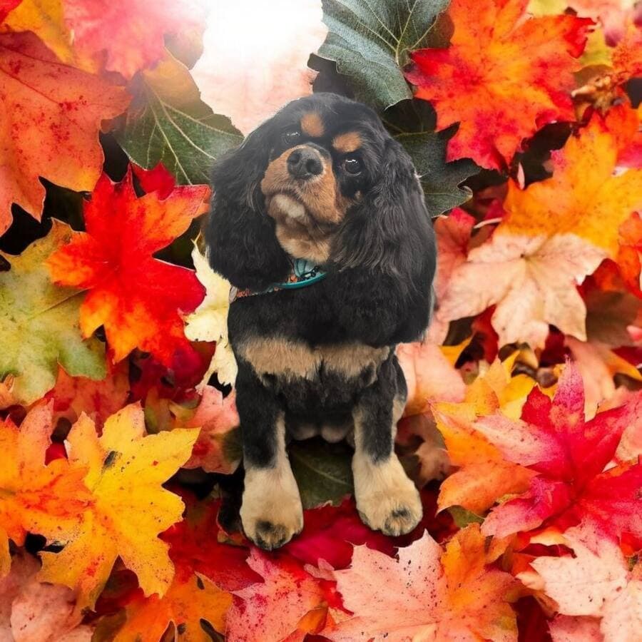 Black and tan Cavalier King Charles spaniel sitting in a bank of vivid red and orange maple leaves