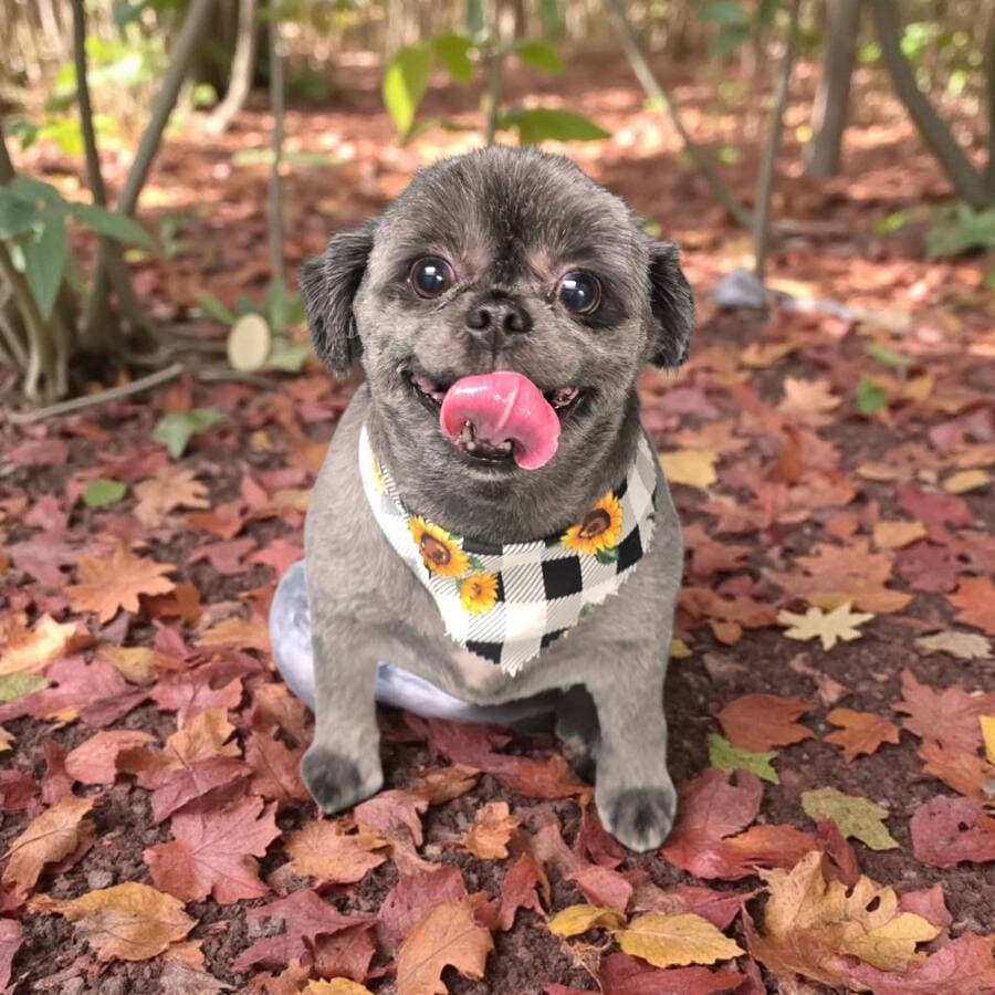 Grey pug mix in a sunflower buffalo check bandana licking its nose among red brown leaves