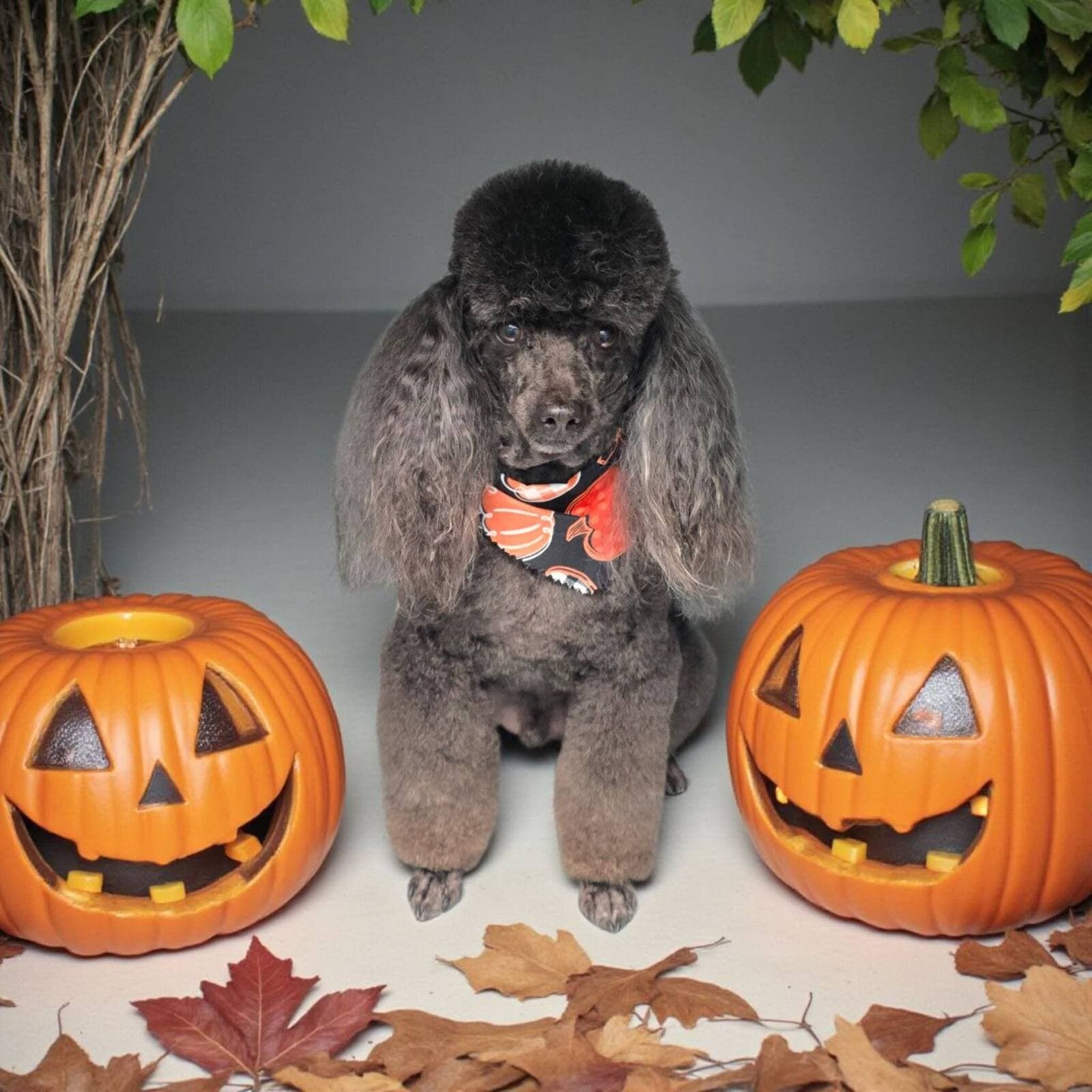 Grey miniature poodle with a pumpkin print bandana sitting between two jack o lanterns on a pale studio set scattered with dry leaves