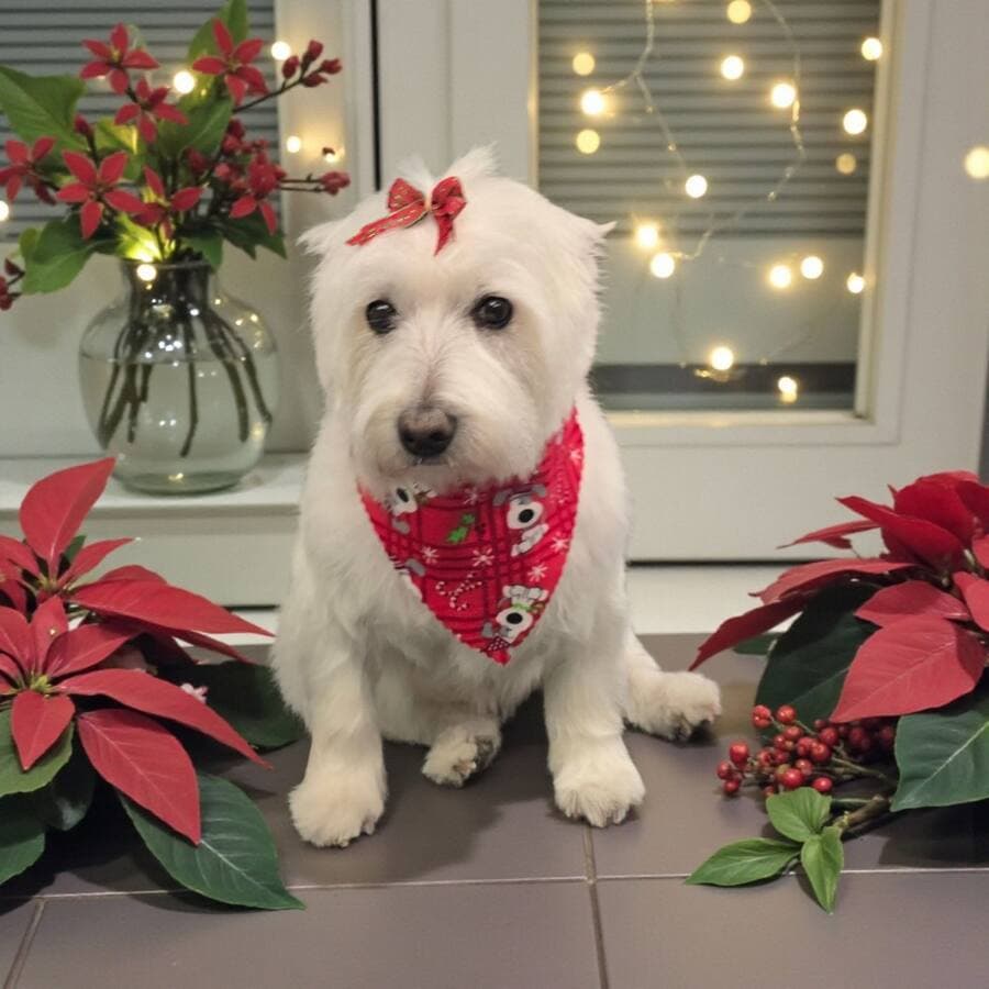 White Westie with a red bow and red holiday bandana sitting between poinsettias with string lights in the window