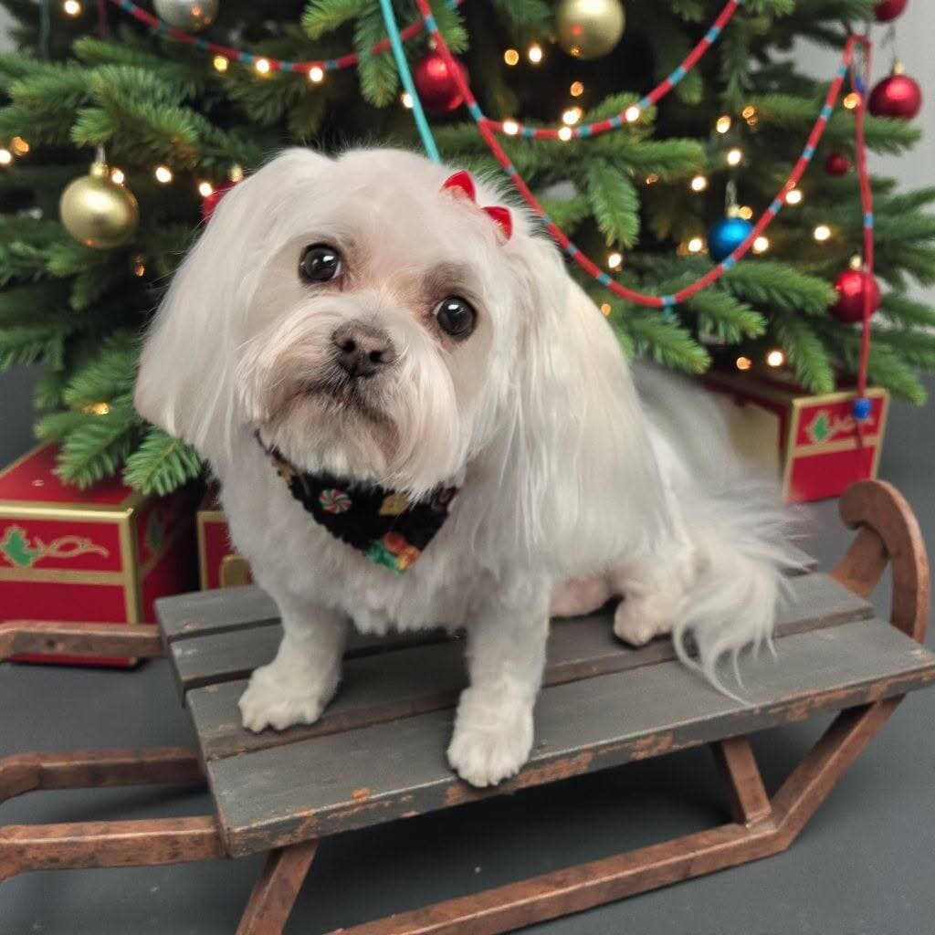 White Maltese with two red bows sitting on an antique wooden sled in front of a lit Christmas tree and wrapped gifts