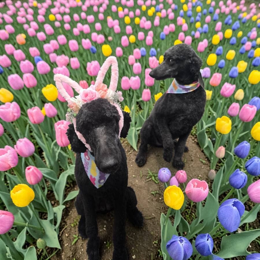 Two freshly clipped black standard poodles in a field of pink yellow and purple tulips, one wearing pink bunny ears and an Easter bandana