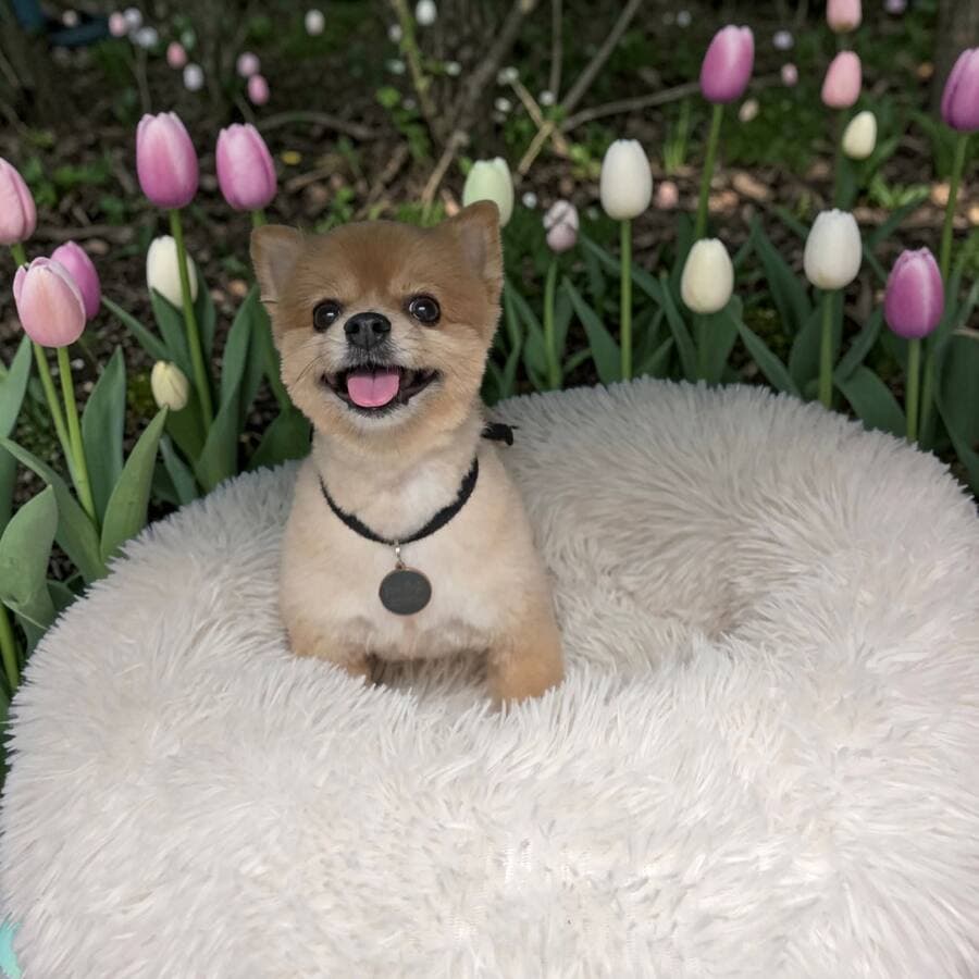 Smiling tan Pomeranian with a plush clean coat sitting on a white fluffy bed among pink and white tulips