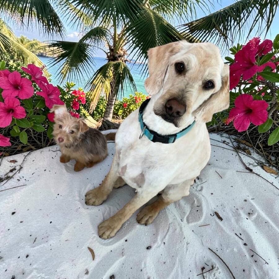 Cream Lab mix and a tiny tan terrier sitting together on white sand with hibiscus and palms by the sea