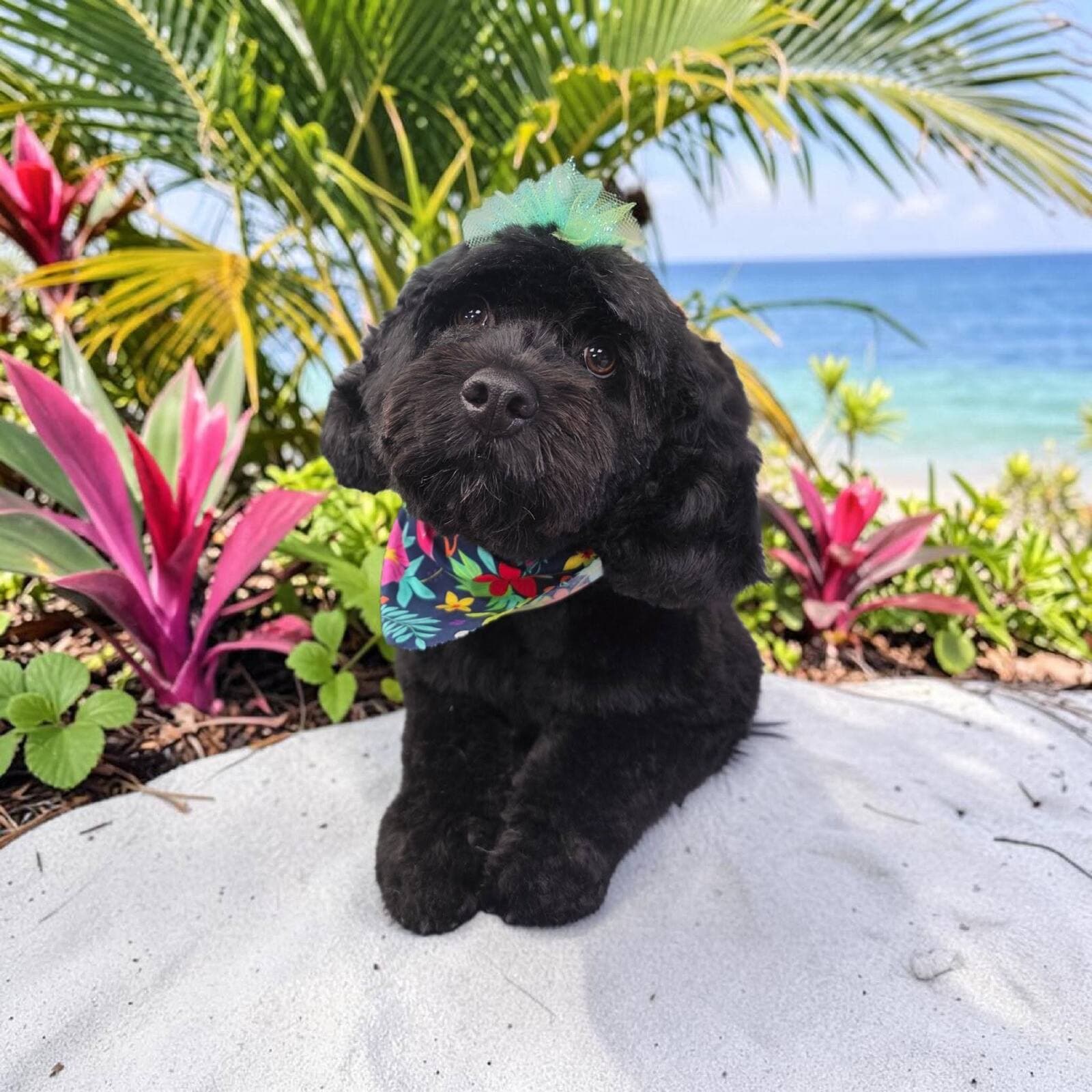 Black poodle mix with a teal tulle topknot and tropical flower bandana lying on pale sand with palm fronds and the sea behind