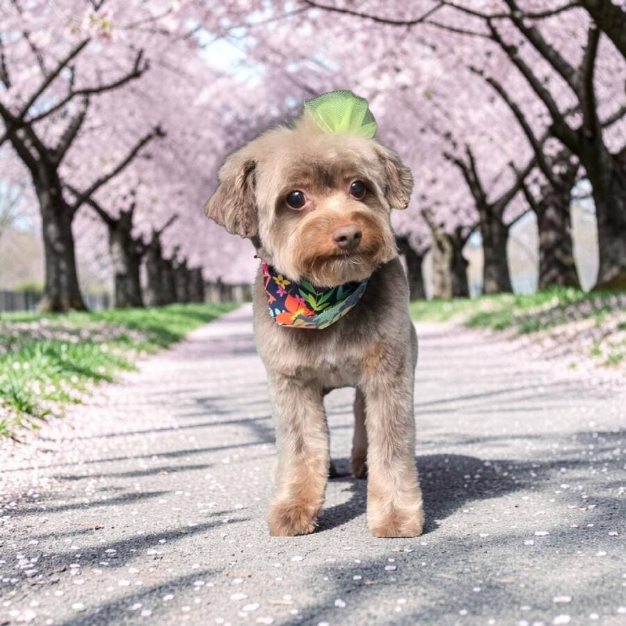 Taupe poodle mix with a lime tulle topknot and tropical bandana standing on a petal strewn lane under blossoming cherry trees