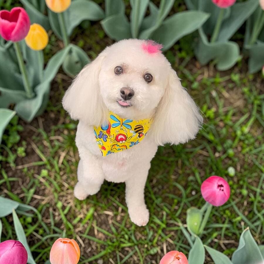 White toy poodle with a pink topknot standing up on hind legs on the grass, front paws raised, tulips around