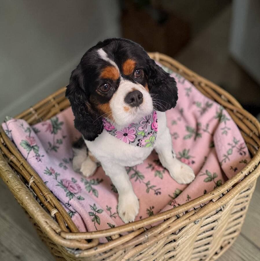 Tricolor Cavalier King Charles spaniel sitting in a wicker basket on a pink floral blanket, front paws resting forward