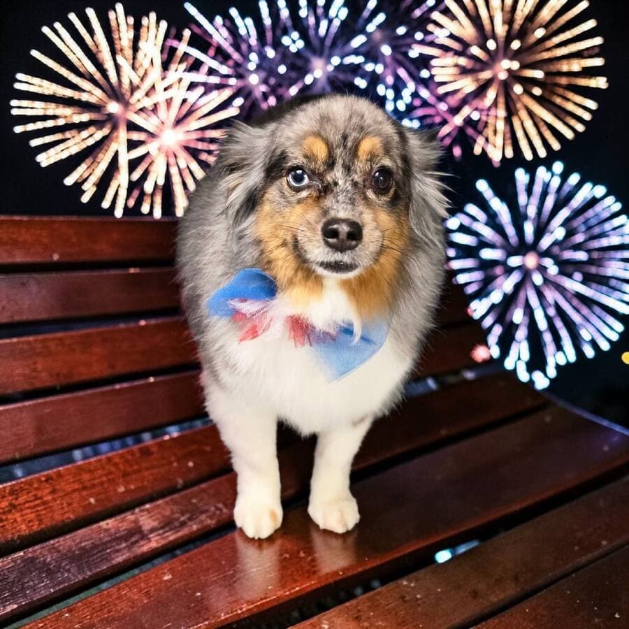 Blue merle miniature Australian shepherd with a red white and blue tulle bow standing on a wooden bench under fireworks