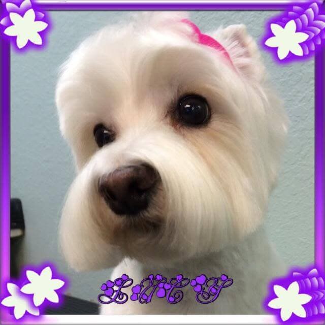 Lucy, a freshly groomed white Westie with a pink topknot bow, inside the purple flower frame from our Facebook page